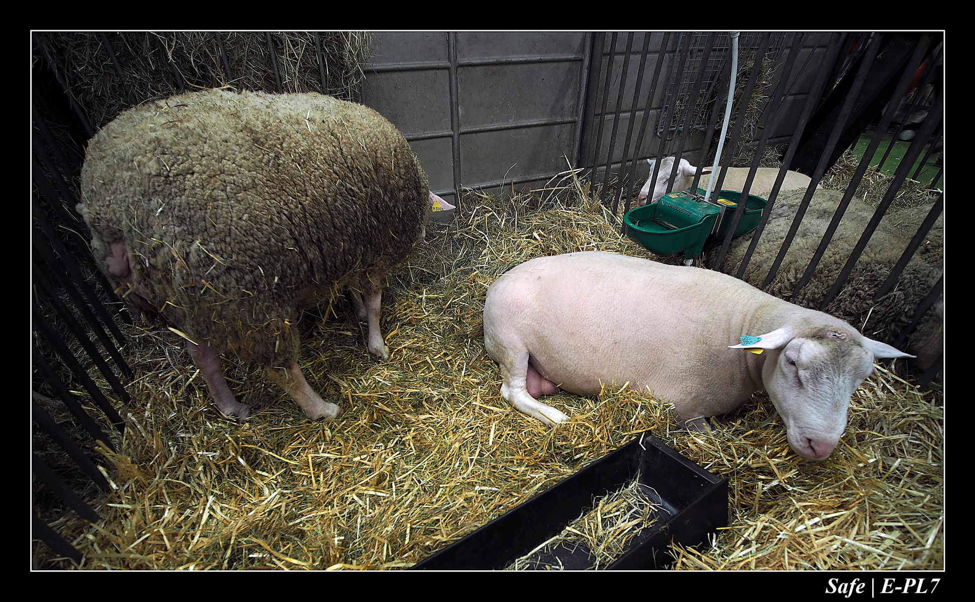 2020 - 02 - Salon agriculture 44